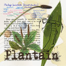 Plantain