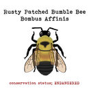 Rusty Patched Bumble Bee
