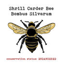 Shrill Carder Bee