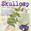 Skullcap
