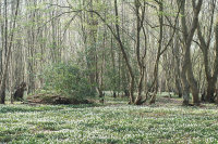 Wood Anemones
