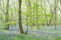 Blakes blues