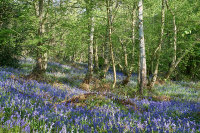 Joys of Spring