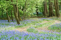 Bassets bluebells