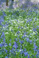 Stitchwort and Bluebells