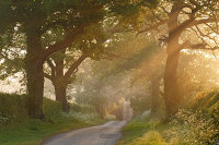 Tofts Chase May dawn