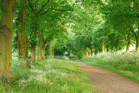 Grace's Walk