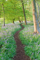 Woodland path