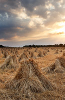 Retreat Farm stooks