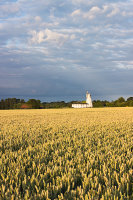 Flack's Green wheat