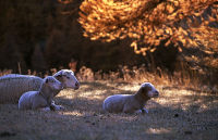 Autumn lambs