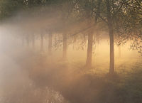 Willows in the mist