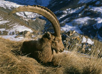 Old ibex