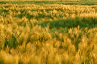Barley on the turn