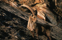 Evening ibex