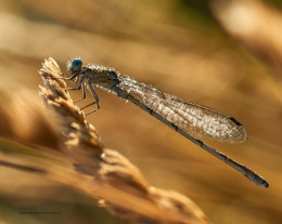Flowers, butterflies & river life 