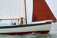 Ship's dog