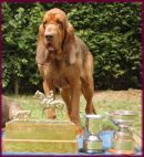 Defiant with Trophies won in 2005