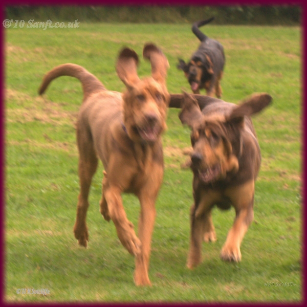 Finlandia chasing two hares?
