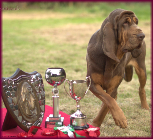 Jade with BC Champ Show 2017 trophies