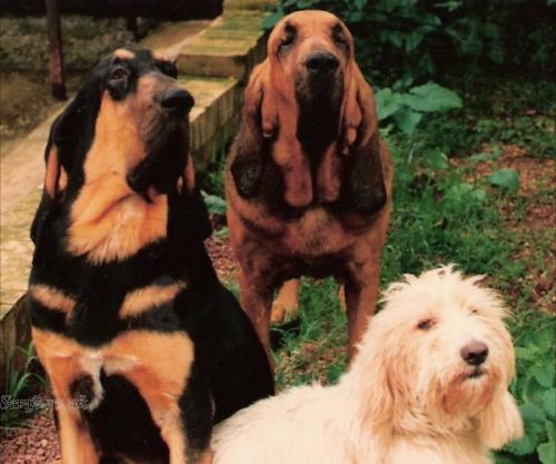Sanctus, Sable and Salt in 1992