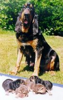 Sanctus with her 4 7-day-old pups