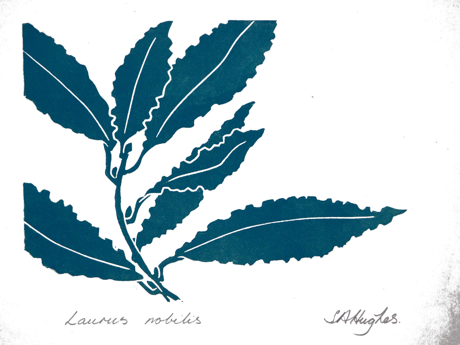 Laurus