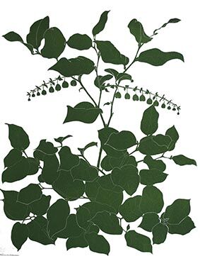 Salal, leaves
