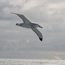 Wandering Albatross in the Drake Passage