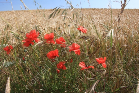 Poppies on Cotley Hill,Heytesbury