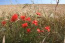 Poppies on Cotley Hill,Heytesbury