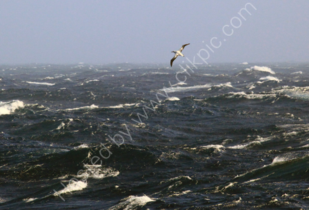 Wandering Albatross