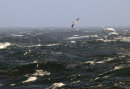 Wandering Albatross