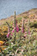 Foxgloves on Pembrokeshire Coast