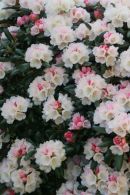 Rhododendrons