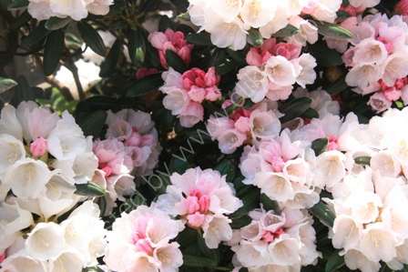 Rhododendrons