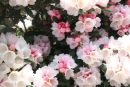 Rhododendrons