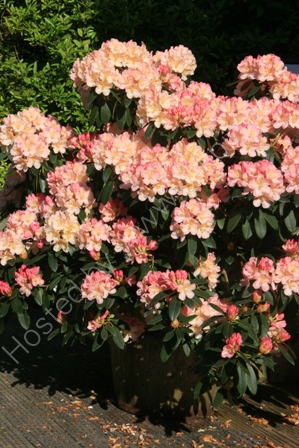 Azaleas, Heytesbury
