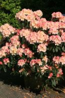 Azaleas, Heytesbury