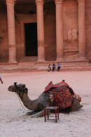 Camel at the Treasury,Petra