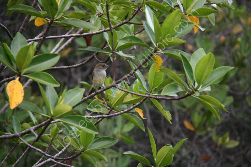 Flycatcher in Mangrove