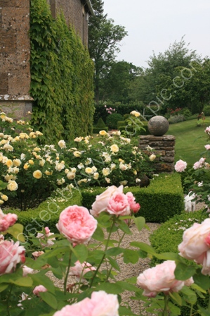 Rose Garden in Somerset