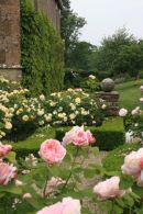 Rose Garden in Somerset