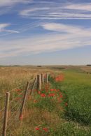 Poppies, near Warminster,Wiltshire