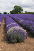 Lavender Farm, Somerset