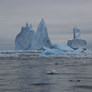 Icebergs near Crystal Sound