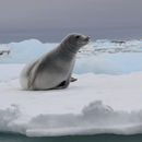 Crabeater Seal on Ice Floe