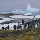 Adelie Penguins, Lichen and Ice
