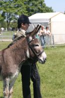 Donkey Winning a Show Class
