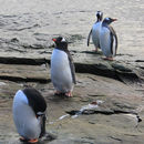 Gentoo Penguins at Marina Point, Antarctica Gentoo Penguins